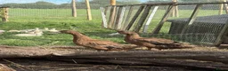 Chickens poultry for sale: Khaki Campbells - Advert 1