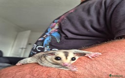 Sugar Glider rodents for sale: Sugar gliders unrelated ready 18th  - Image 2