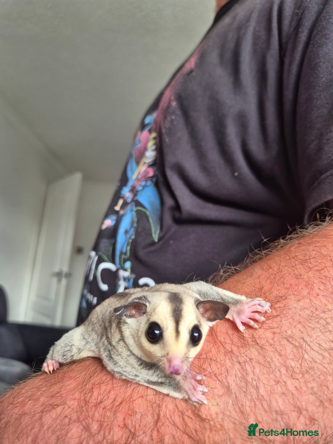 Sugar Glider rodents for sale: Sugar gliders unrelated ready 18th  - Image 2