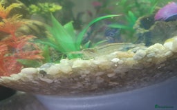 Shrimps fish for sale: Amano shrimp needing new home - Image 2