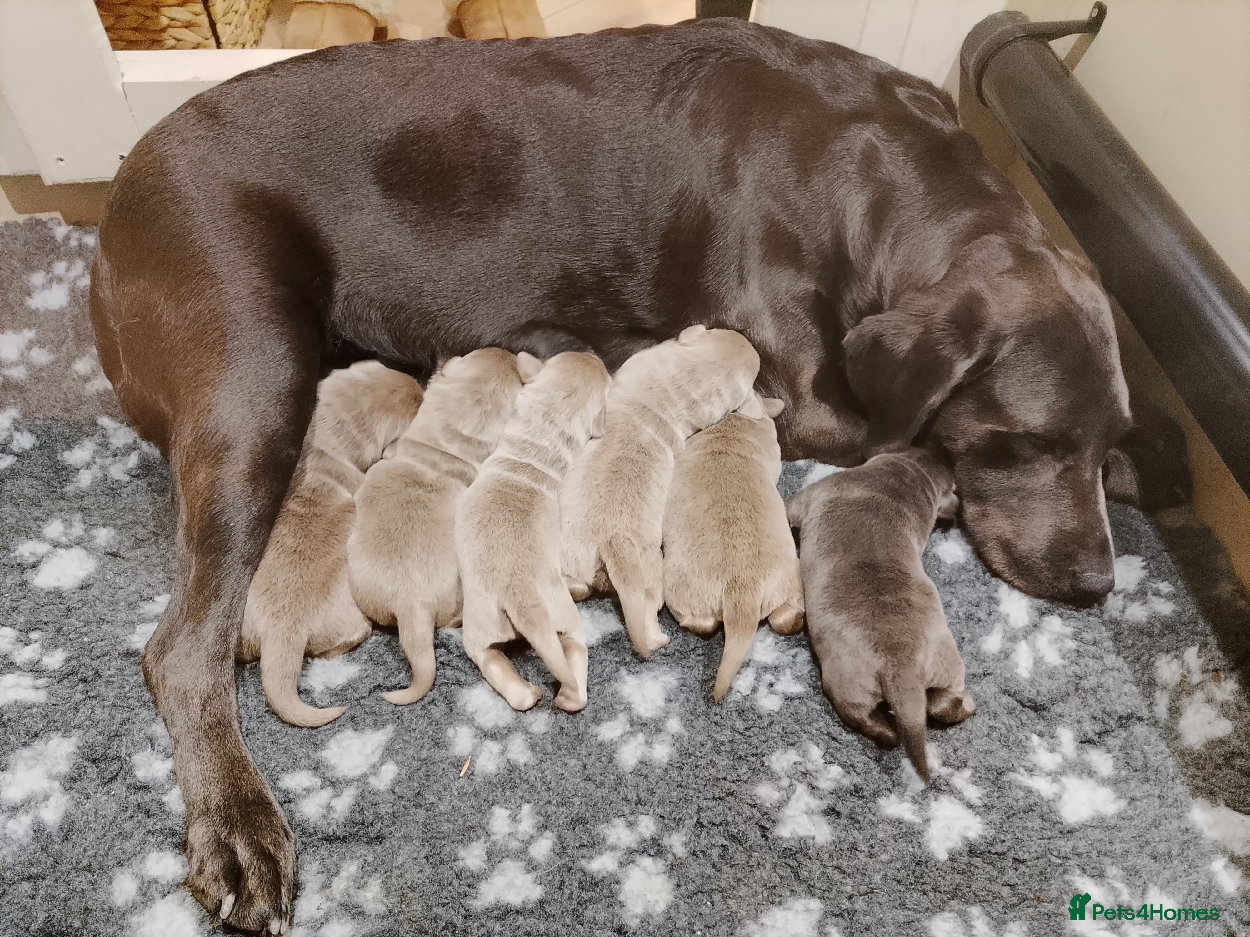Labrador Retriever dogs Pedigree Silver / Charcoal Labradors - Advert 7