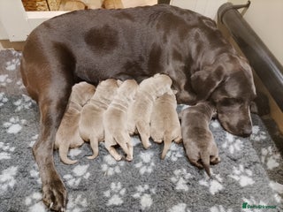 Labrador Retriever dogs Pedigree Silver / Charcoal Labradors - Advert 7