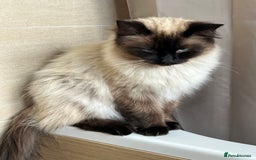 Bengal cats for sale: MUST GO TOGETHER  - Advert 7