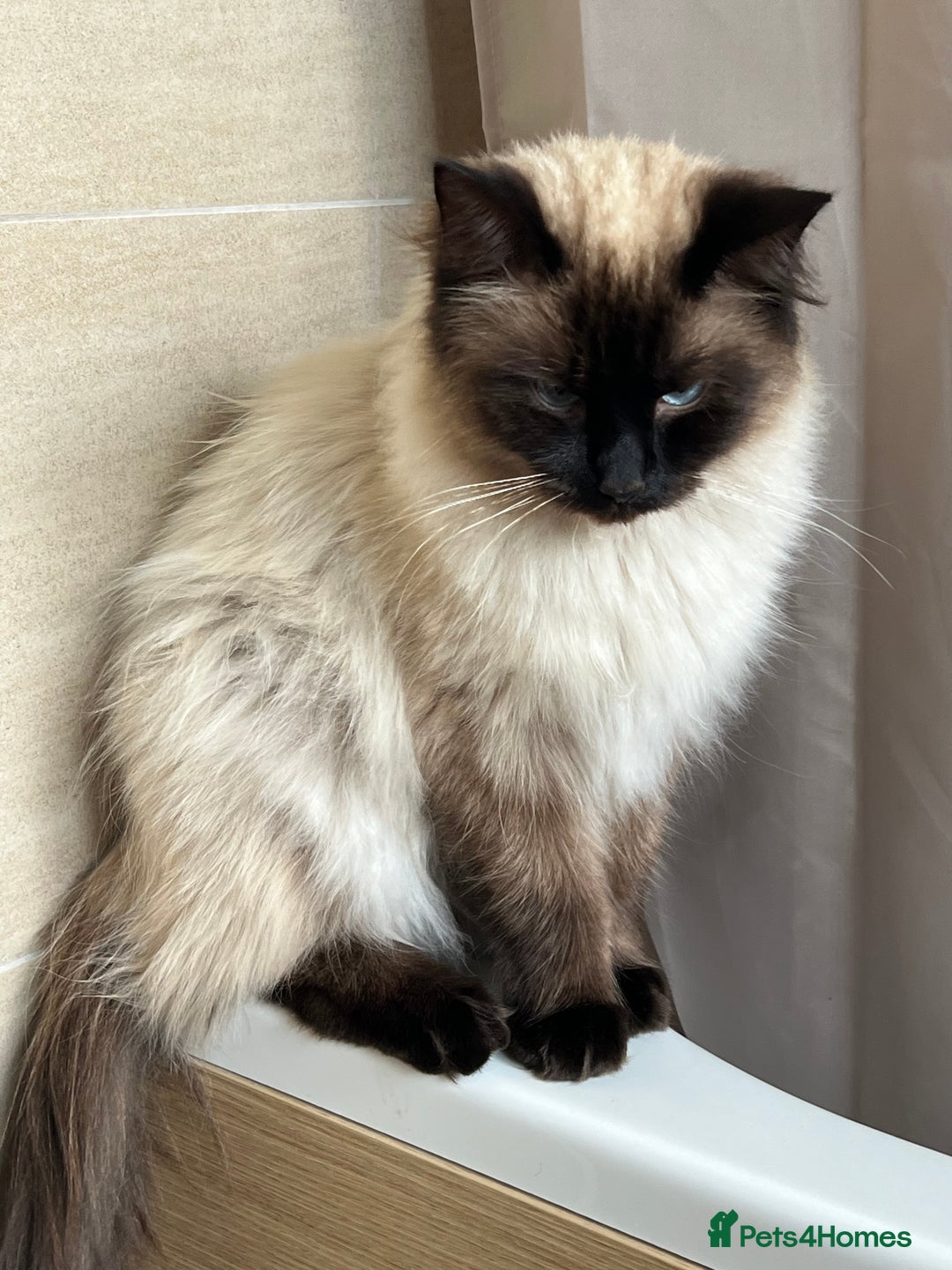 Bengal cats for sale: MUST GO TOGETHER  - Advert 7