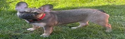 French Bulldog dogs for sale: Beautiful female  - Advert 6