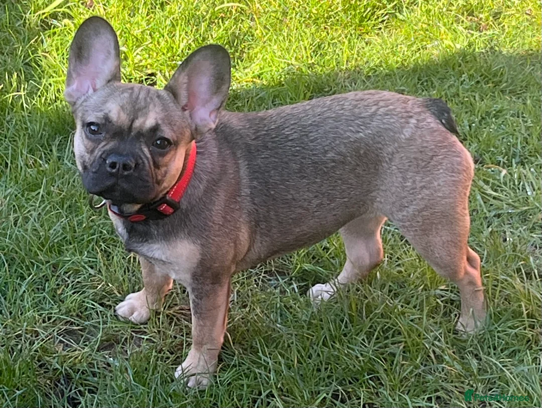 French Bulldog dogs for sale: Beautiful female  - Advert 6