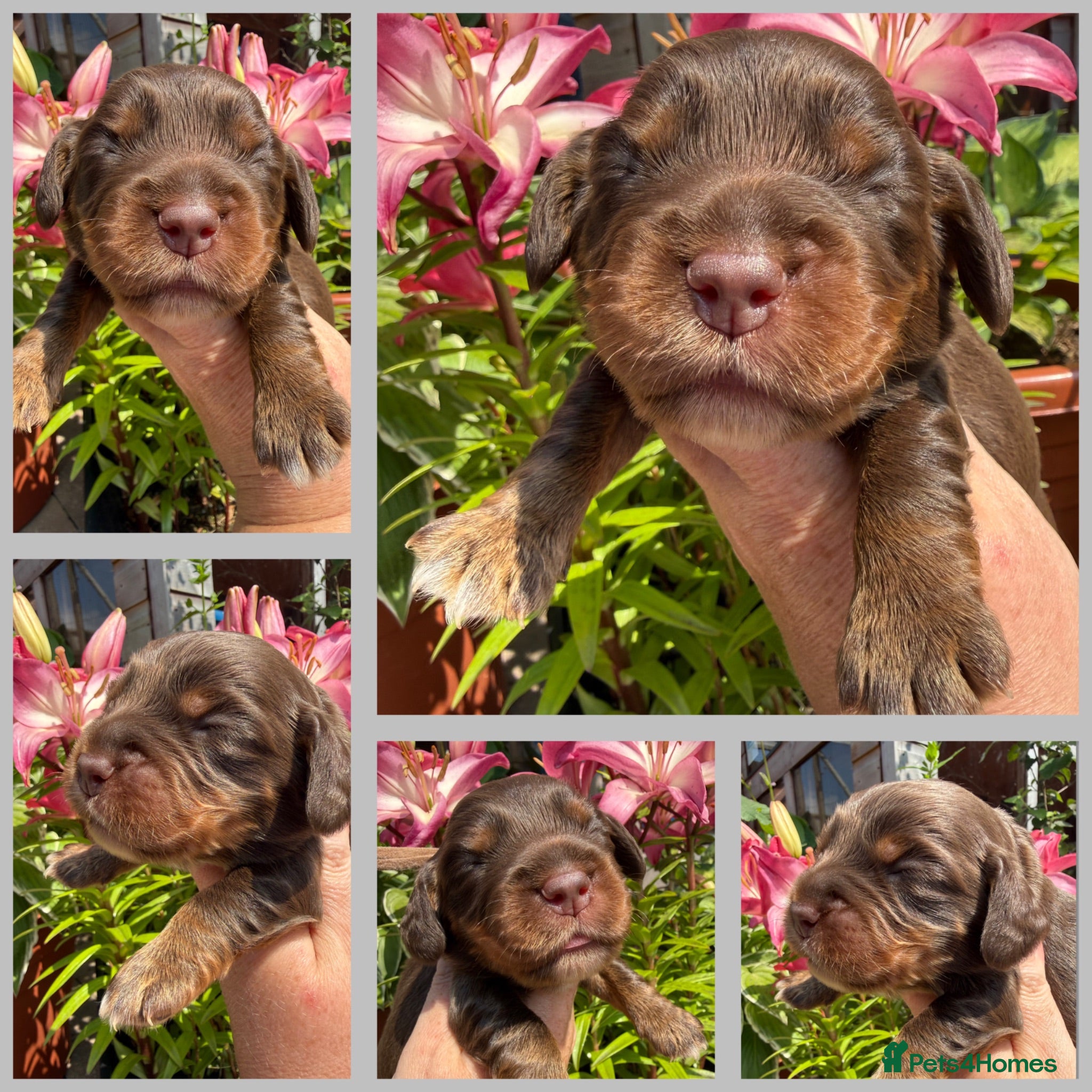 Cocker Spaniel dogs Stunning cocker pups excellent health testing  - Advert 1