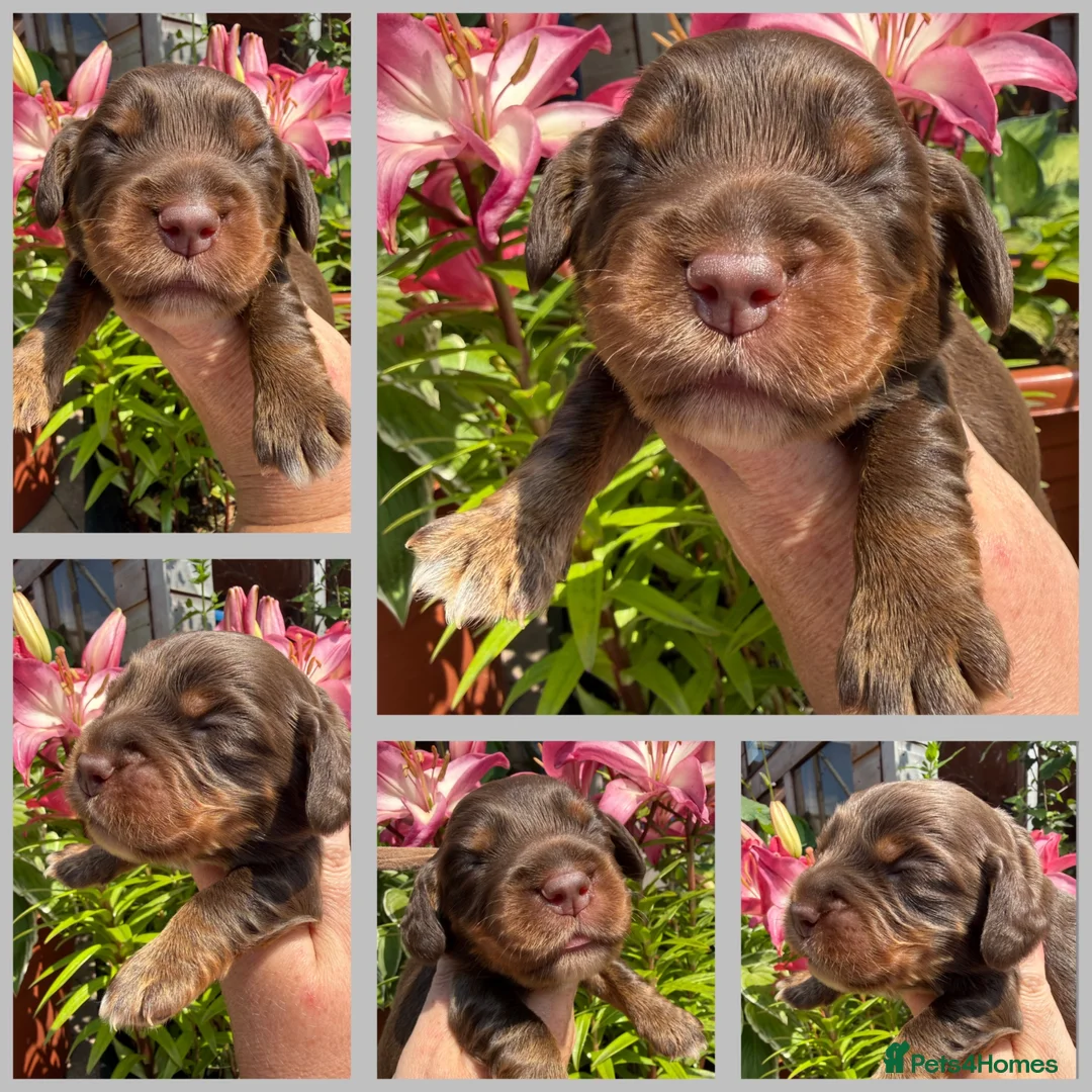 Cocker Spaniel dogs for sale: Stunning cocker pups excellent health testing  - Advert 1