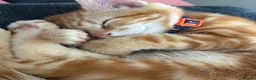 Mixed Breed cats for sale: Ginger kitten up for adoption  - Advert 2