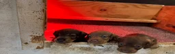 Miniature Dachshund dogs for sale: dachshund miniture wirehared  - Advert 6