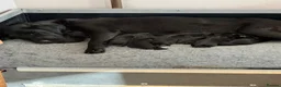 Labrador Retriever dogs for sale: Adorable Labrador Puppies For Sale - Advert 6