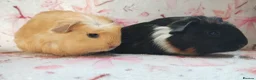 Guinea Pig rodents for sale: Baby cornet girls ready now as of the 28th April  - Advert 9