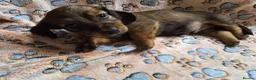 Miniature Dachshund dogs for sale: 4 beautiful long haired miniature dachshund pups in Salisbury - Advert 9