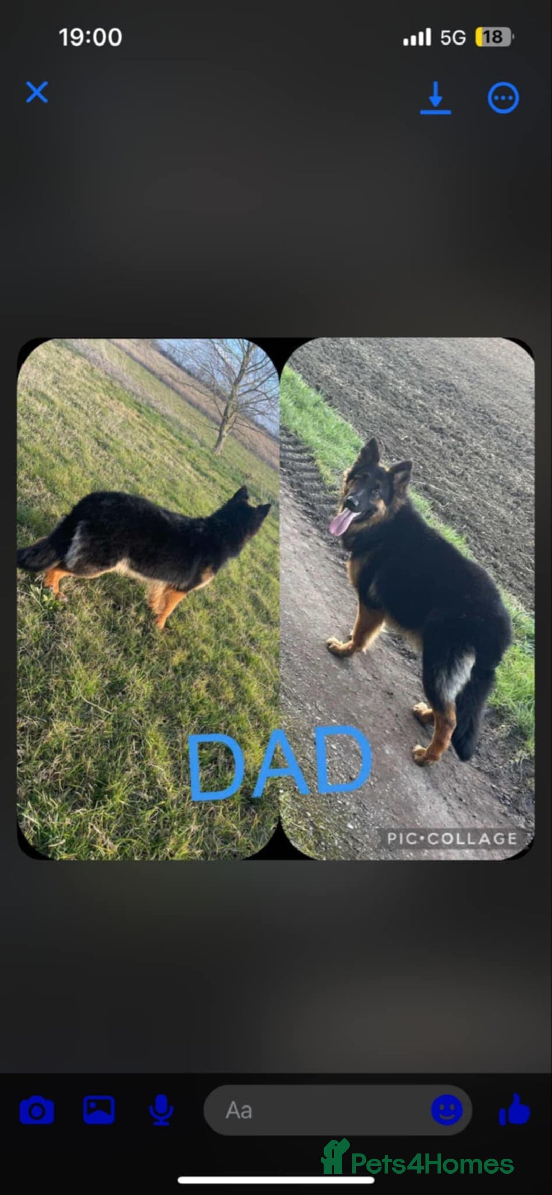 Mixed Breed dogs for sale: Gerberian Shepsky boy for sale - Image 3