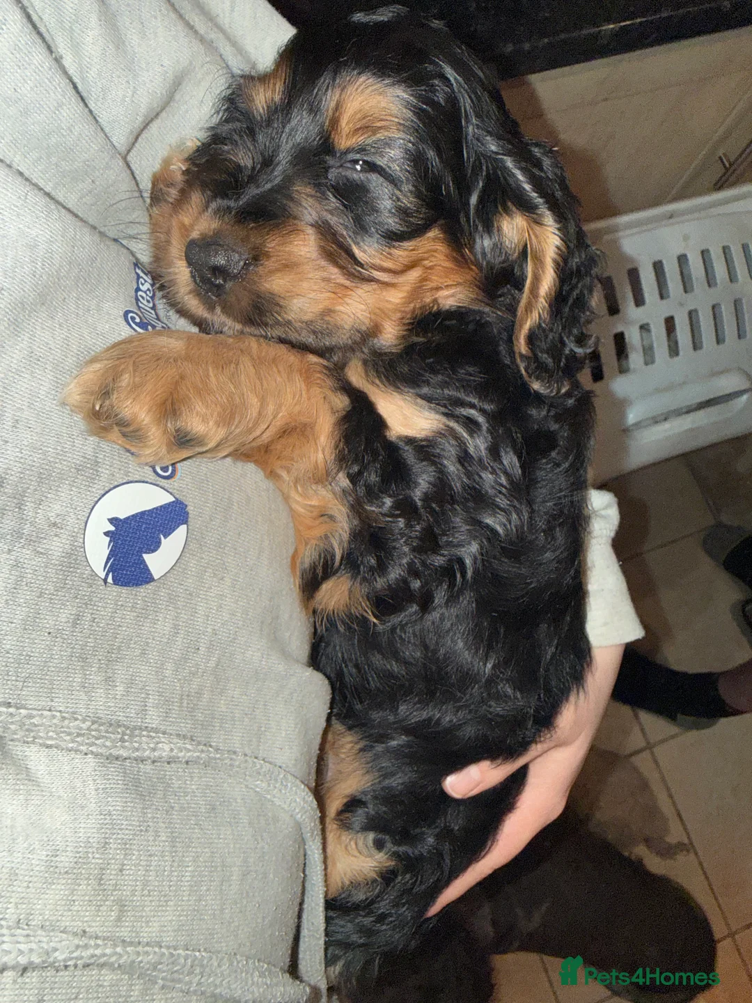 Cocker Spaniel dogs for sale: Beautiful Black & Tan girl  - Advert 4