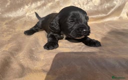 Cockapoo dogs for sale: Cockapoo puppies for sale  - Image 5