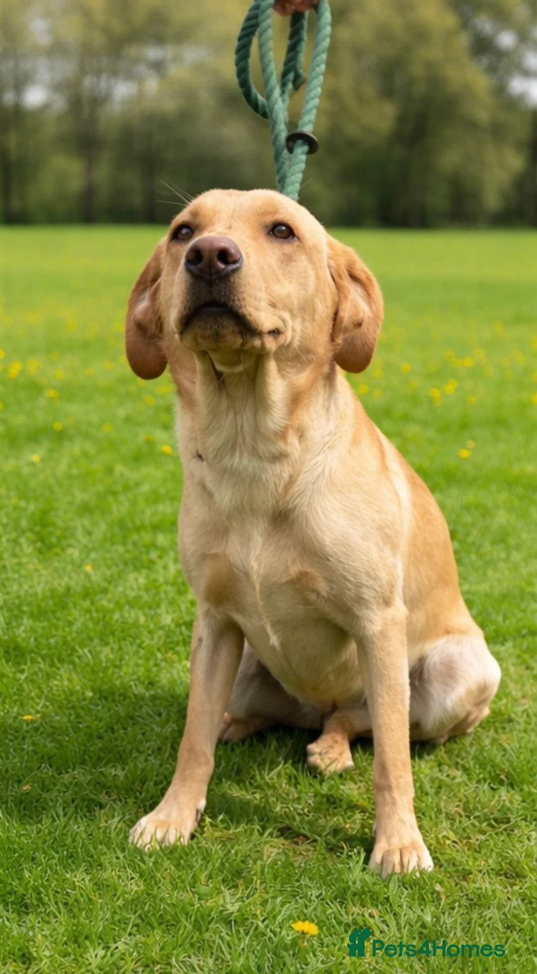 Labrador Retriever dogs for sale: Lovely Lottie 🩷 - Advert 2