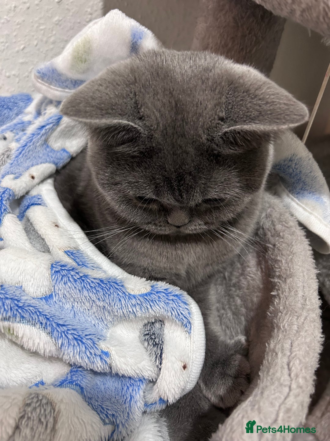 British Shorthair cats for sale: 2 beautiful British shorthairs for sale  - Advert 7