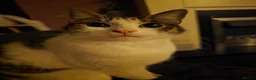 Mixed Breed cats for sale: Narla  - Advert 5