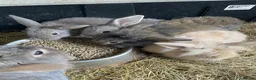Mini Lion Lop rabbits for sale: Mini lion lop rabbits for sale - Advert 7