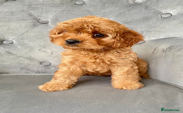 Cavapoo dogs - Advert 6