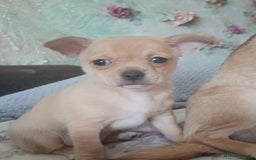Mixed Breed dogs for sale: Puppye - Image 1