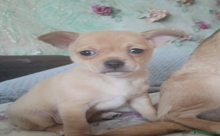 Mixed Breed dogs - Advert 2