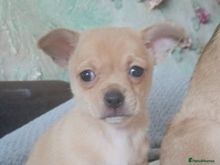 Mixed Breed dogs - Advert 8
