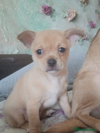 Mixed Breed dogs - Advert 1
