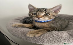 Scottish Fold cats for sale: Scottish Cross - Image 2