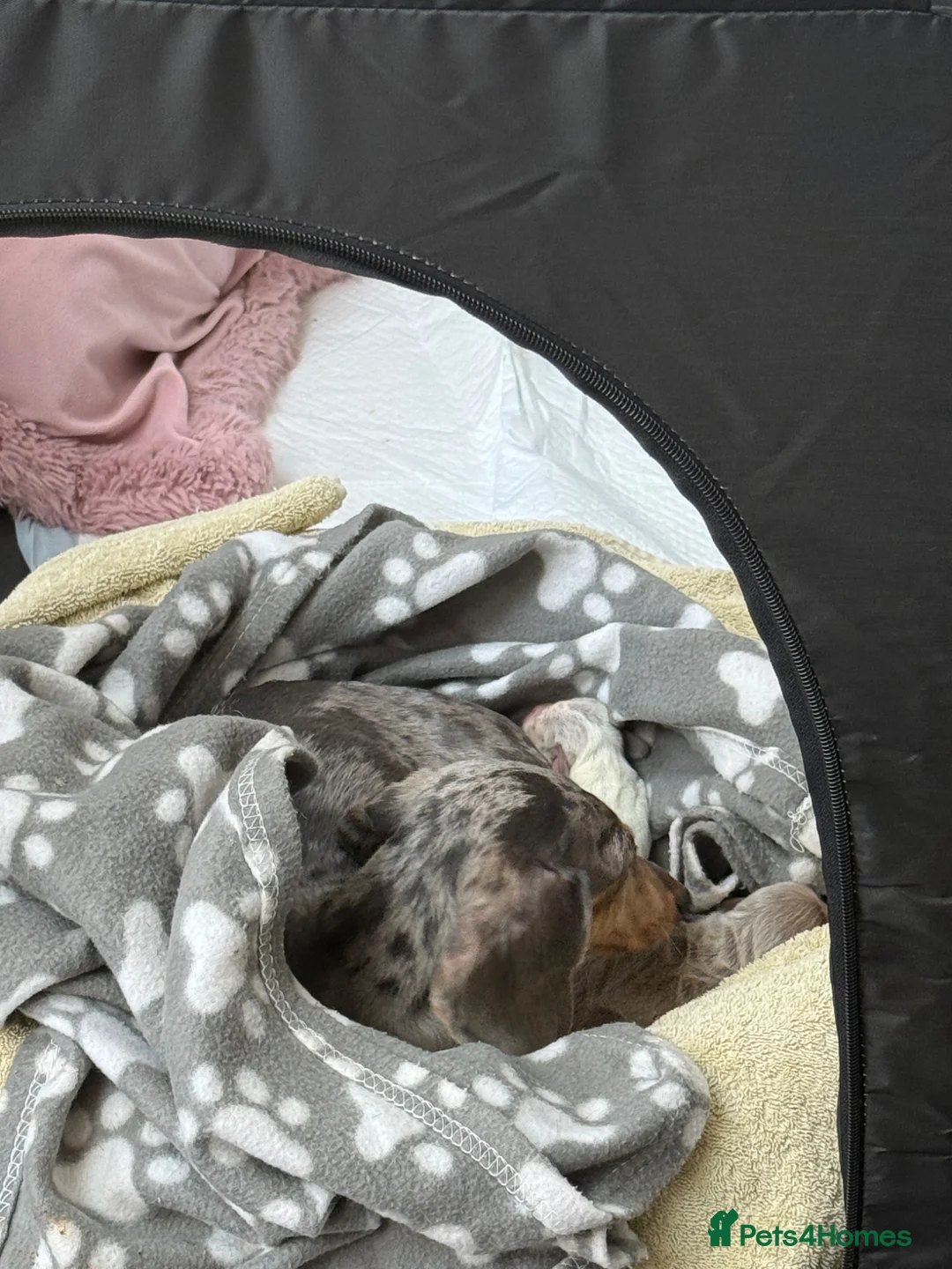 Miniature Dachshund dogs for sale: Miniature Dachshund Pups - Advert 2