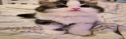 Persian cats for sale: Persian kittens 1 male and 1 female  - Advert 4