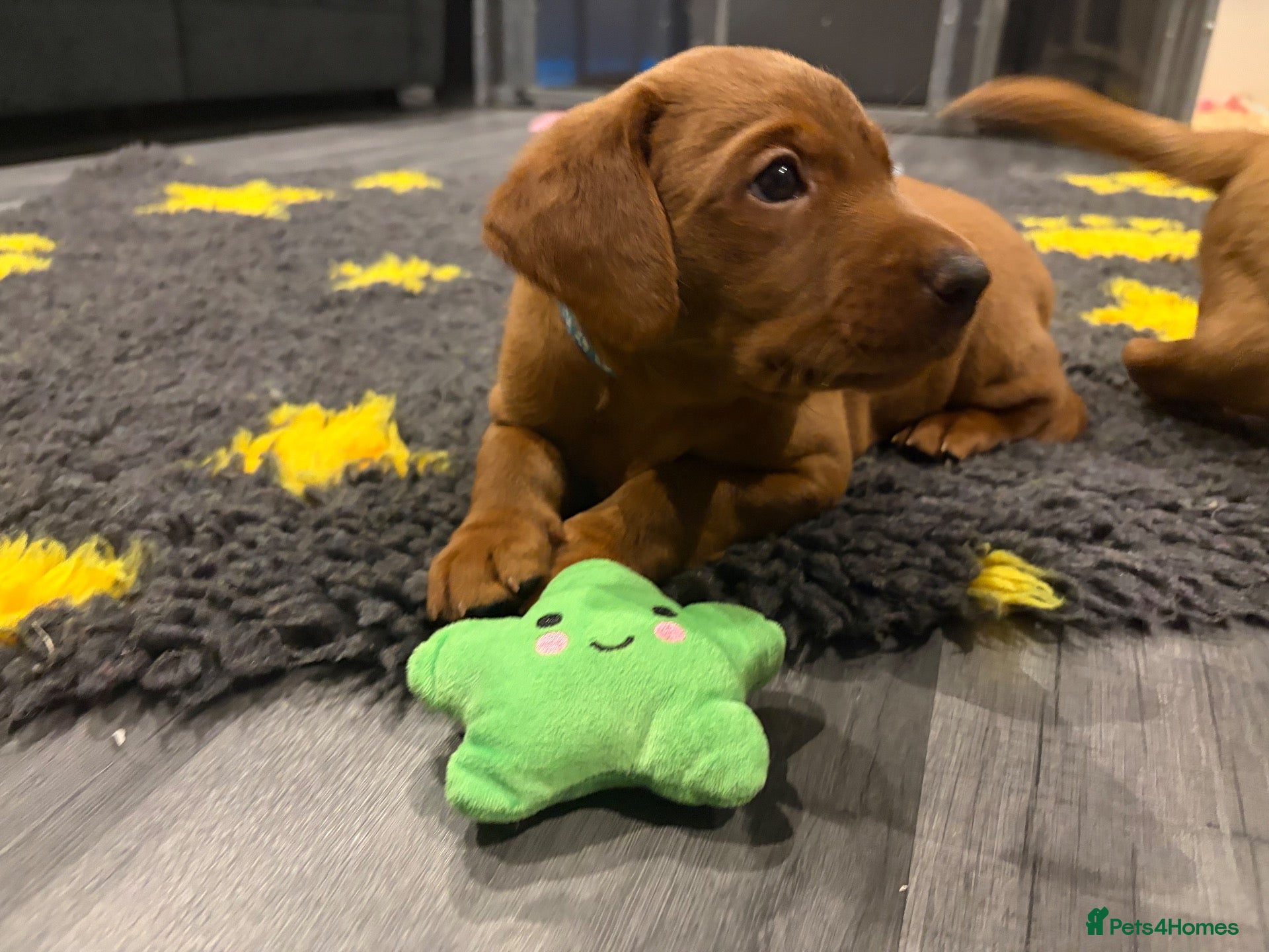 Labrador Retriever dogs 🐶 KC REGISTERED LABRADOR PUPPIES 🐶 - Advert 2