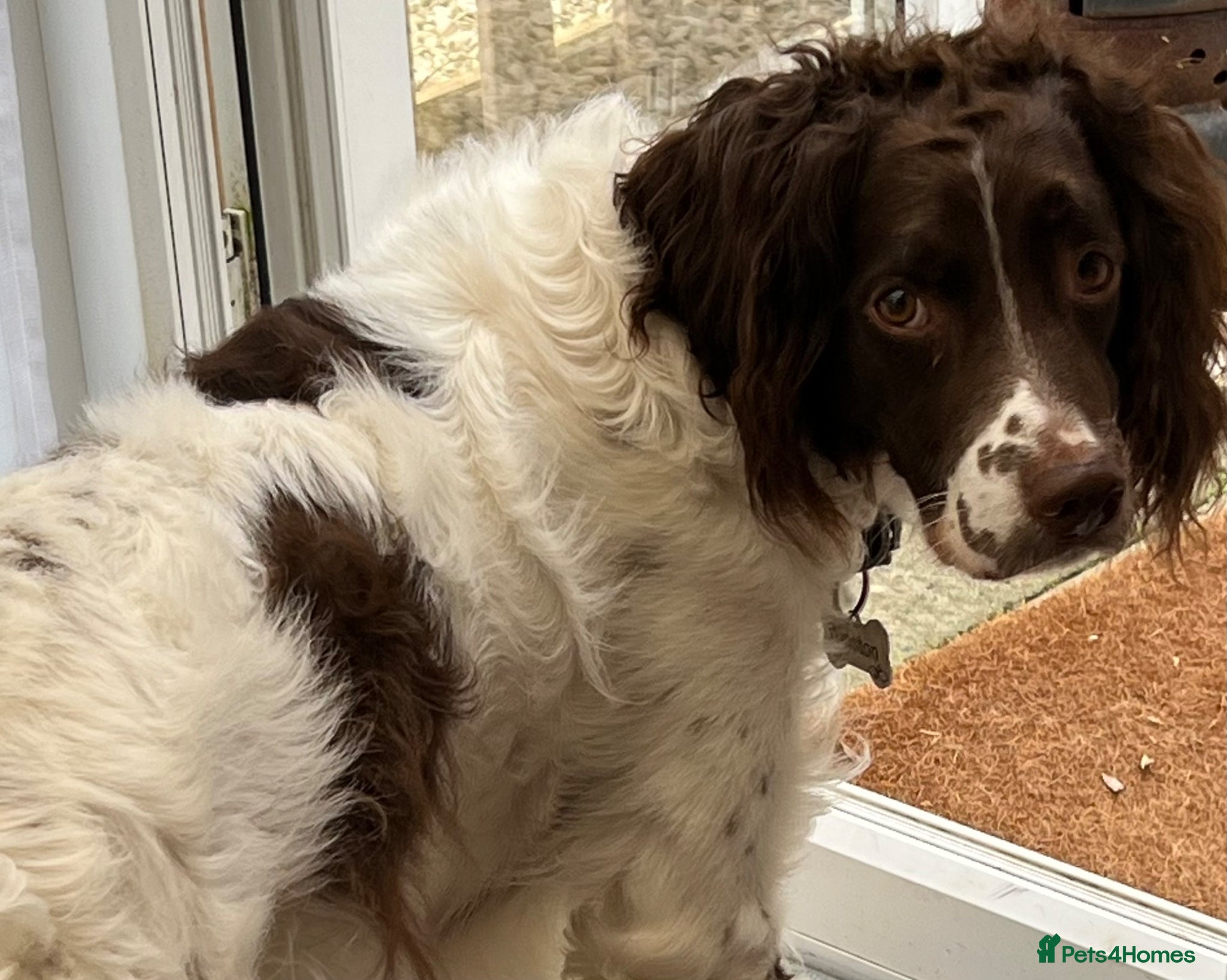 English Springer Spaniel dogs English Springer Spaniel Needs a Better Home - Advert 1
