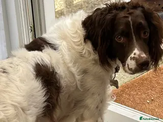 English Springer Spaniel dogs English Springer Spaniel Needs a Better Home - Advert 1