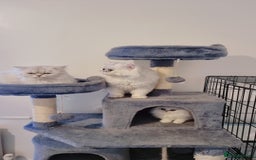 Persian cats for sale: Persian chinchilla 1 left  - Image 2