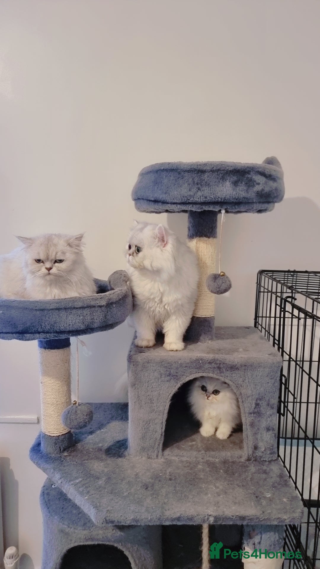 Persian cats for sale: Persian chinchilla 1 left  - Image 2