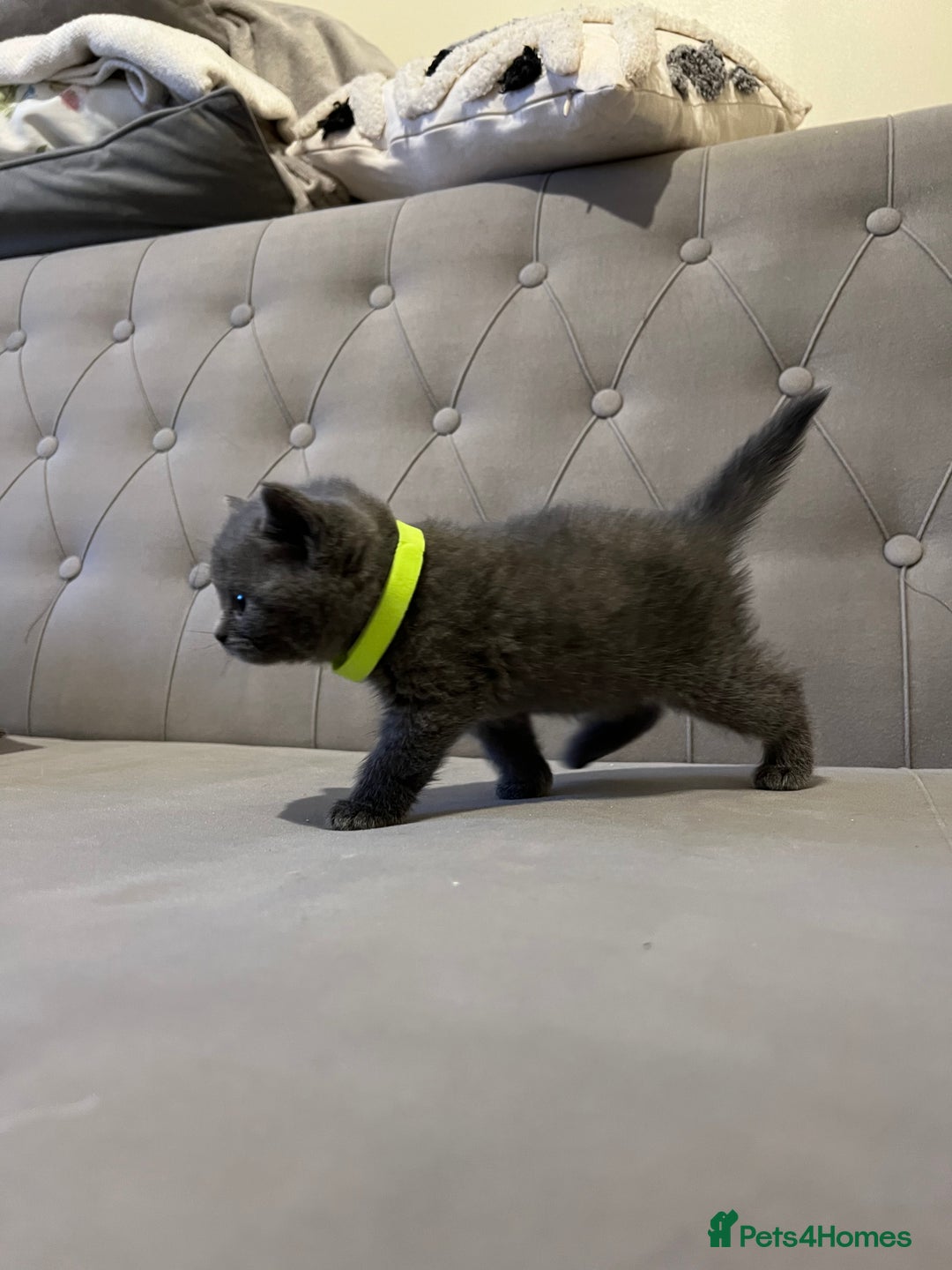 Scottish Fold cats for sale: Adorable Scottish Fold & Straight Kittens 💕🐾 - Image 13