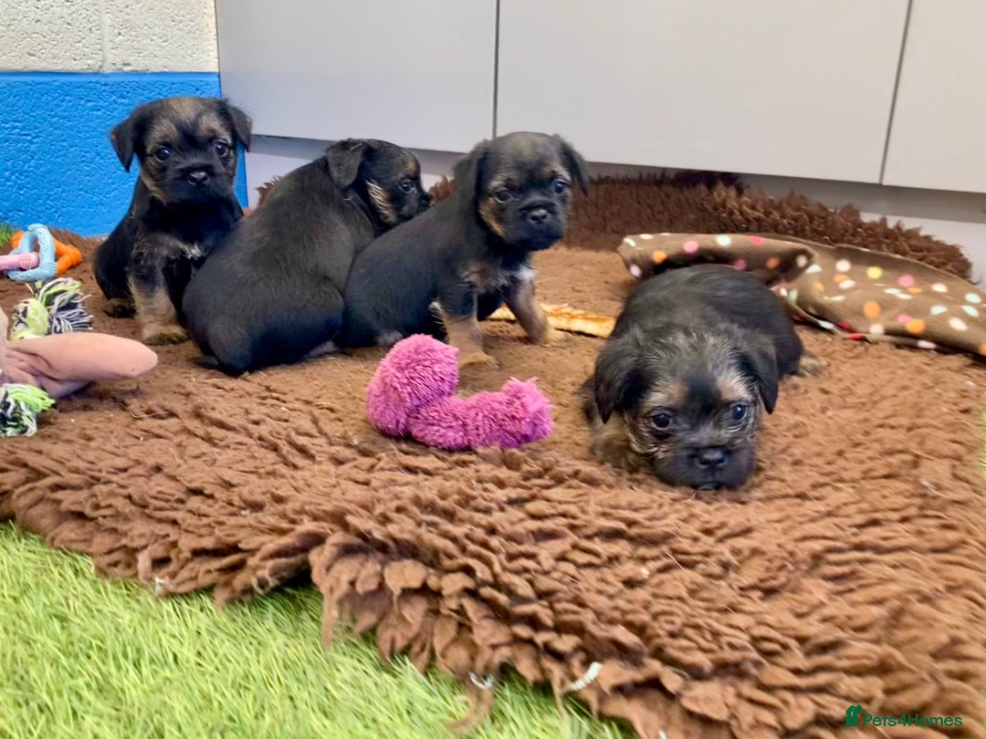 Border Terrier dogs for sale: Border Terrier puppies  - Image 7