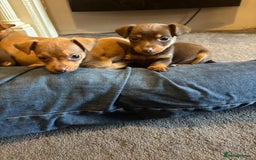Jack Russell dogs for sale: Beautiful miniature jack russell puppies  - Image 25