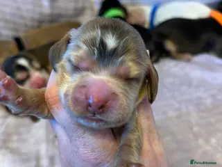 Cocker Spaniel dogs KC Registered Show Type Cocker Spaniel Puppies - Advert 2