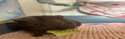 Guinea Pig rodents for sale: Guinea Pigs in Newport - Advert 2