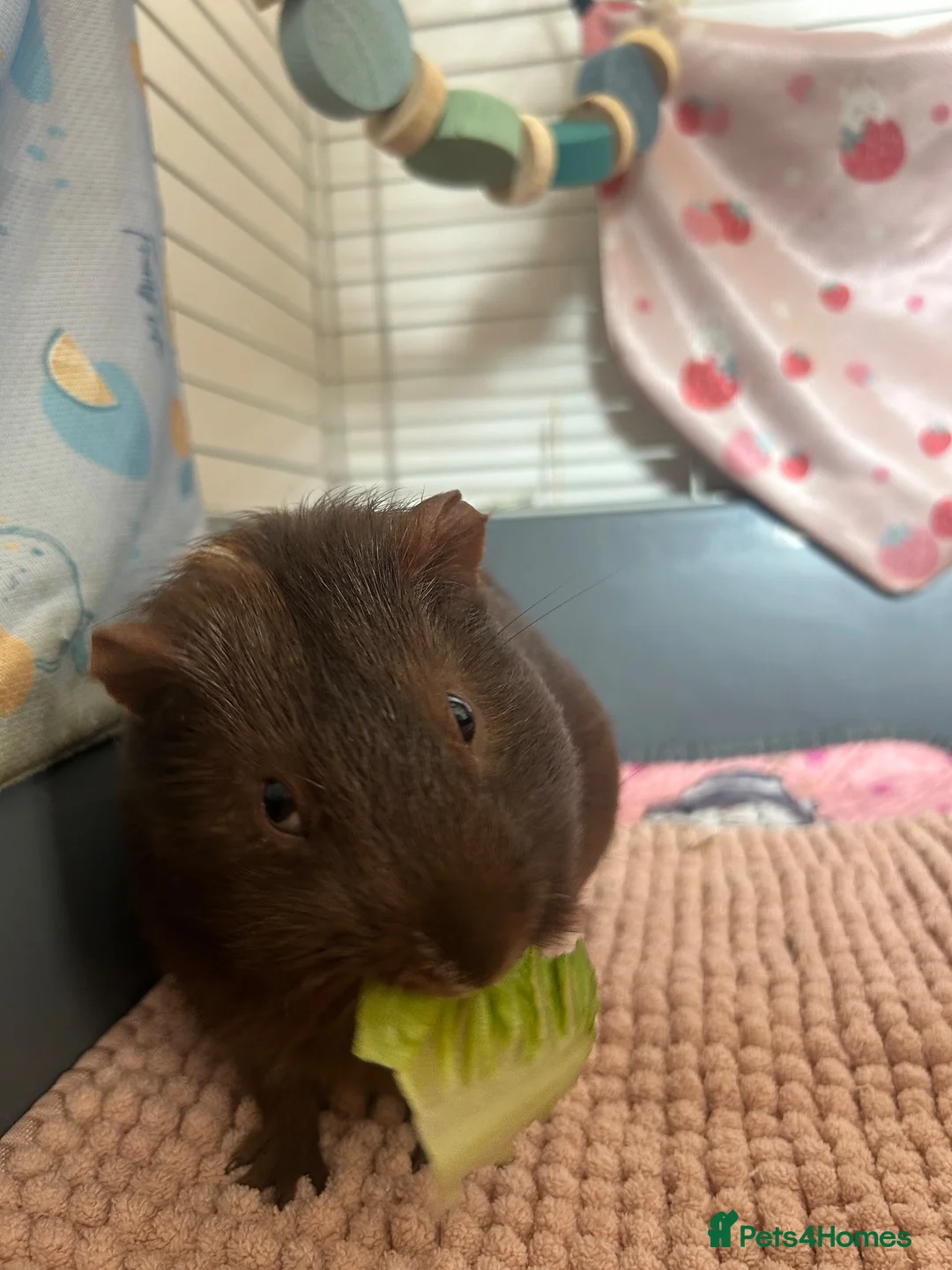Guinea Pig rodents for sale: Guinea Pigs in Newport - Advert 2