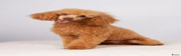 Cavapoo dogs for sale: 🐾 Beautiful Ruby Red F2B Toy Cavapoo Puppies 🐾 - Advert 4