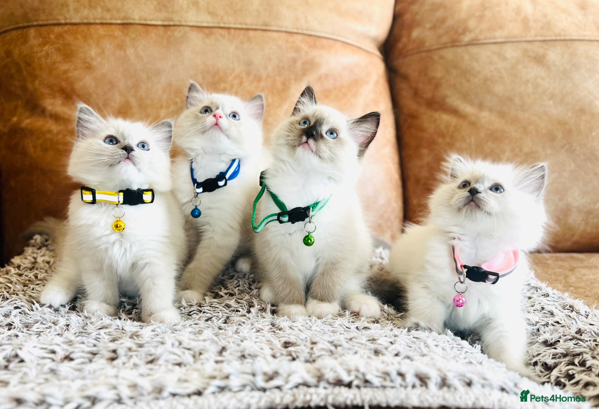 Ragdoll cats 🐈Pedigree Ragdoll Champion line 🏆 GCCF kittens  - Advert 12