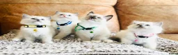 Ragdoll cats for sale: 🐈Pedigree Ragdoll Champion line 🏆 GCCF kittens  - Advert 18