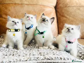Ragdoll cats 🐈Pedigree Ragdoll Champion line 🏆 GCCF kittens - Advert 12