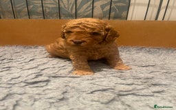 Cockapoo dogs for sale: Cockapoo’s  for sale - Image 8
