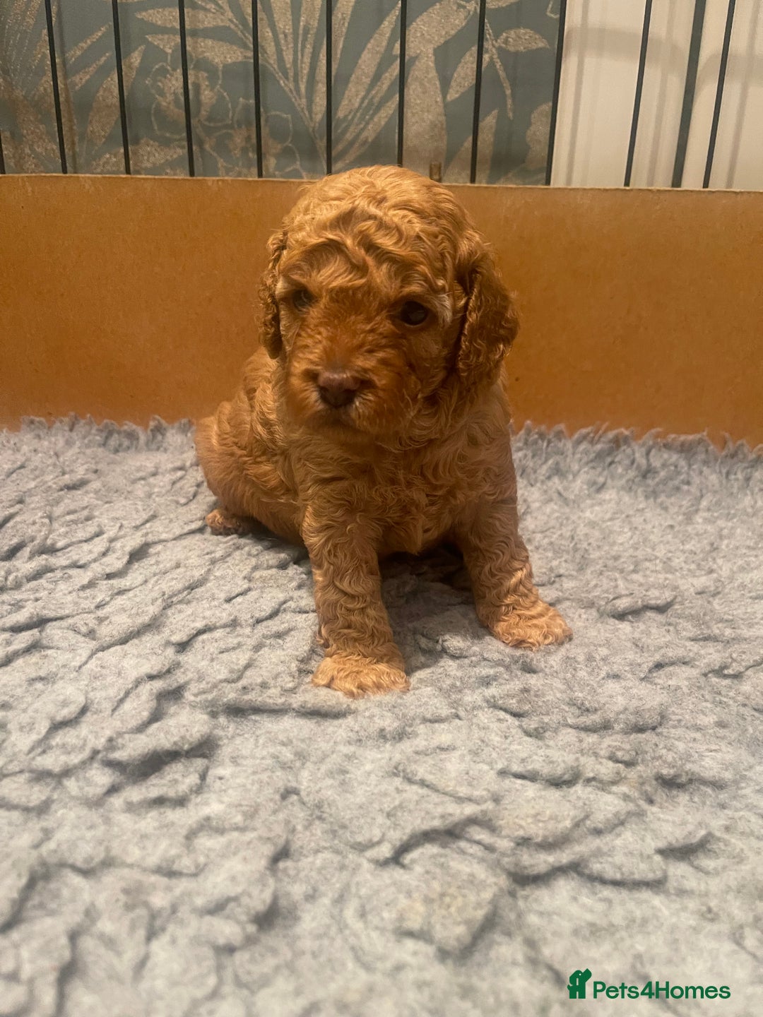 Cockapoo dogs for sale: Cockapoo’s  for sale - Image 8