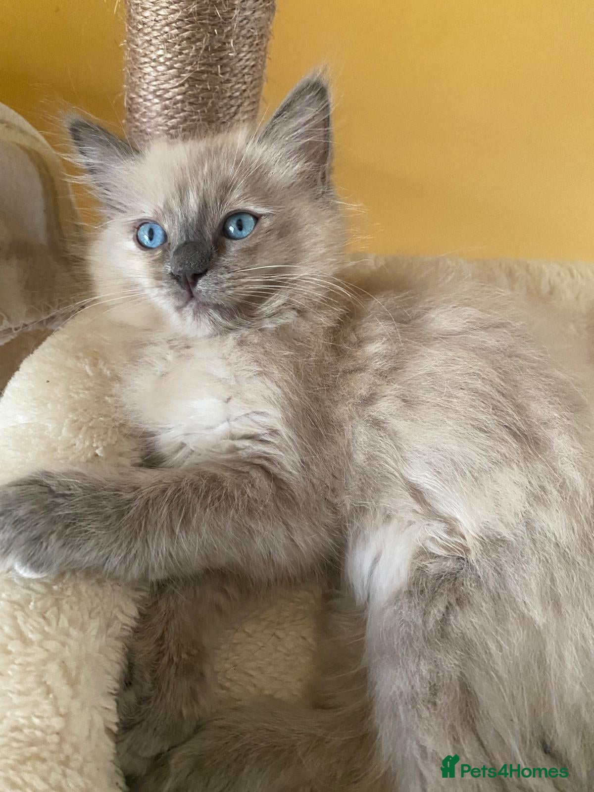 Ragdoll cats Pedigree TICA Cherubim Ragdolls - Advert 1